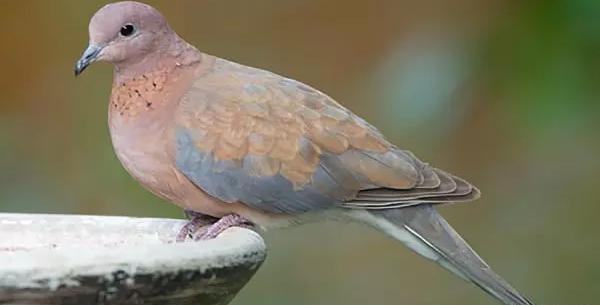 عکس بچه ی یاکریم