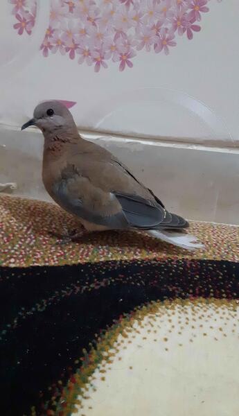 عکس بچه ی یاکریم