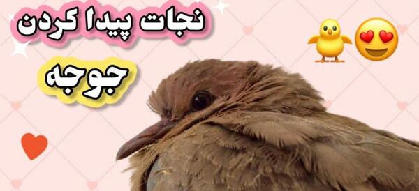 عکس بچه ی یاکریم