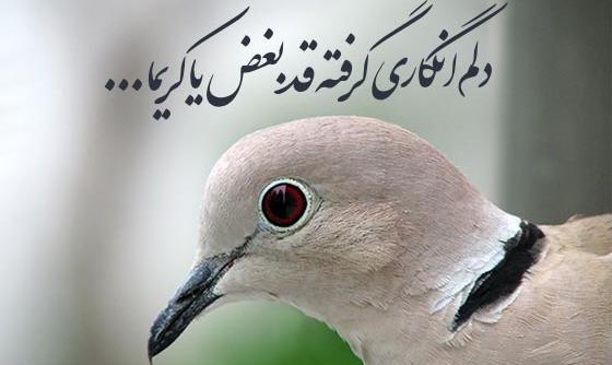 عکس بچه ی یاکریم