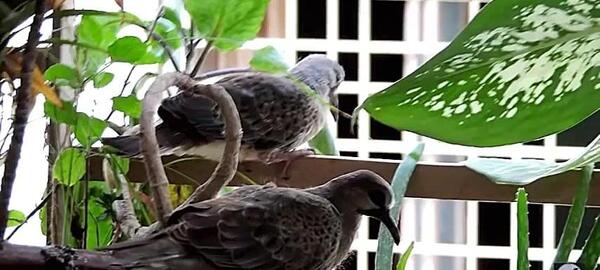 عکس بچه ی یاکریم