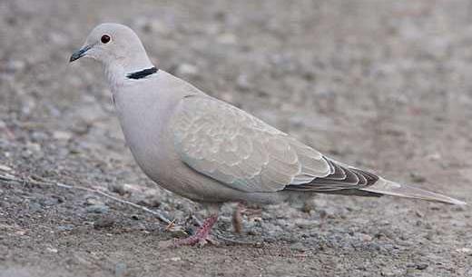 عکس بچه ی یاکریم