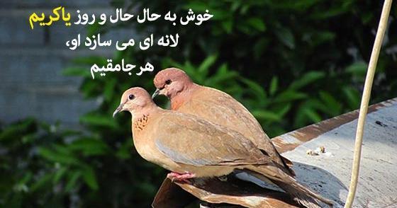 عکس بچه ی یاکریم
