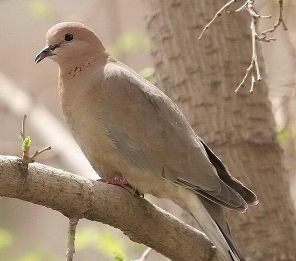 عکس بچه ی یاکریم