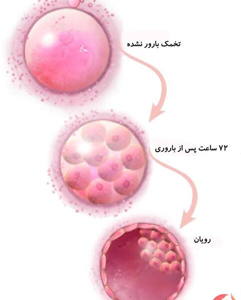 پسر دوقلو عکس بچه های ای وی اف