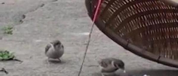عکس بچه گنجشک نر