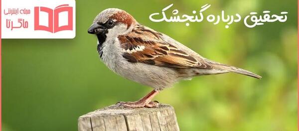 عکس بچه گنجشک کوچولو