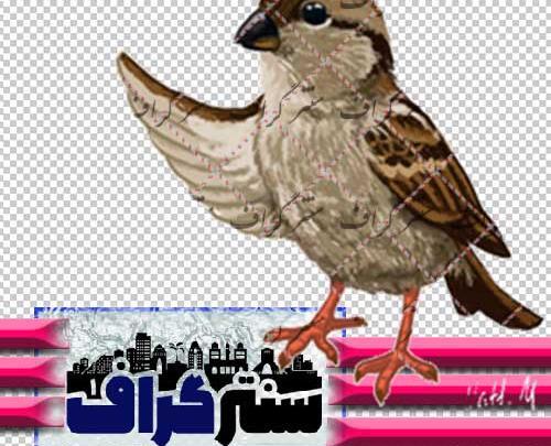 عکس گنجشک بچه گانه