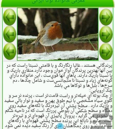 عکس گنجشک بچه گانه
