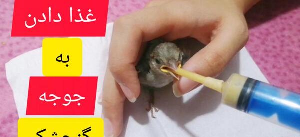 عکس گنجشک بچه گانه
