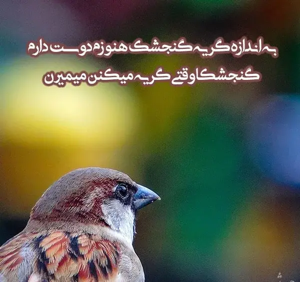 عکس گنجشک بچه گانه
