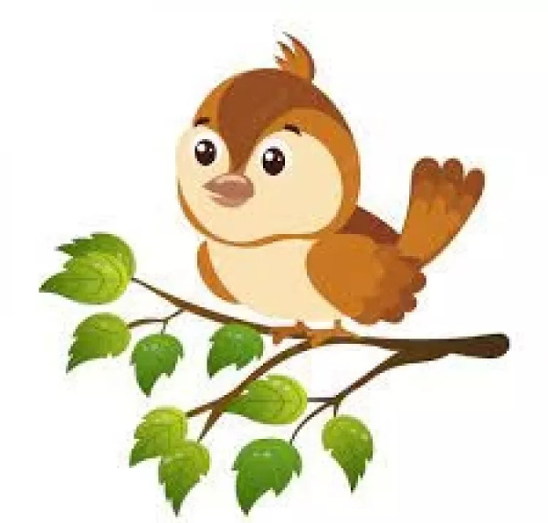عکس گنجشک بچه گانه