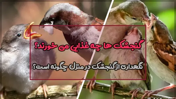 عکس بچه ی گنجشک