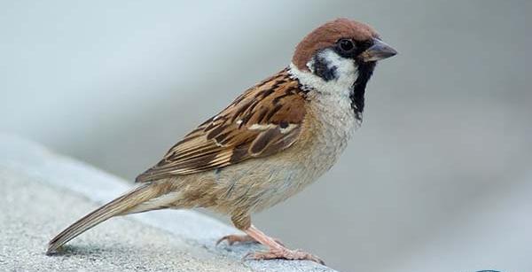 عکس بچه ی گنجشک