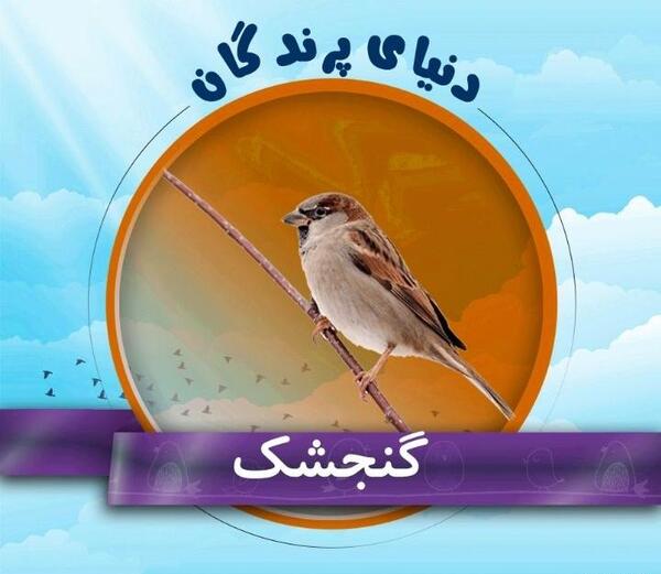 عکس بچه ی گنجشک
