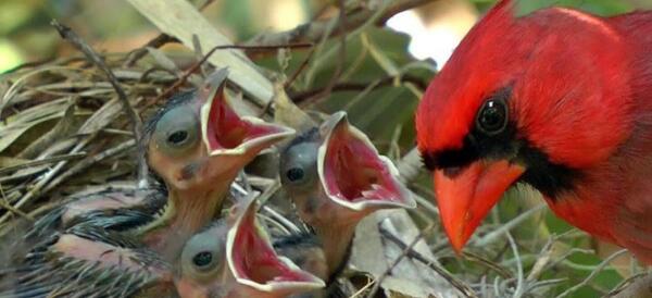 عکس غذای بچه گنجشک