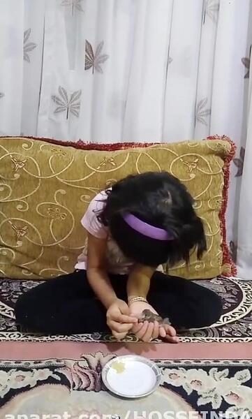 عکس غذای بچه گنجشک