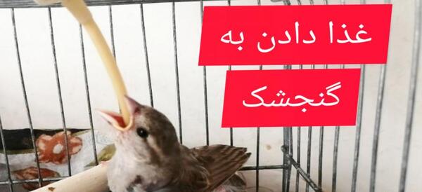 عکس غذای بچه گنجشک