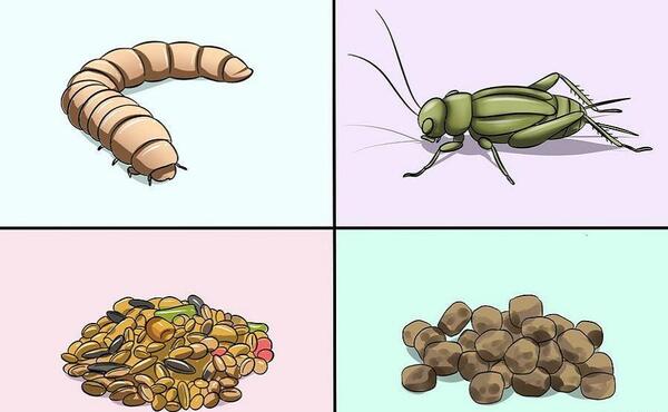 عکس غذای بچه گنجشک