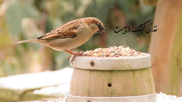 عکس غذای بچه گنجشک