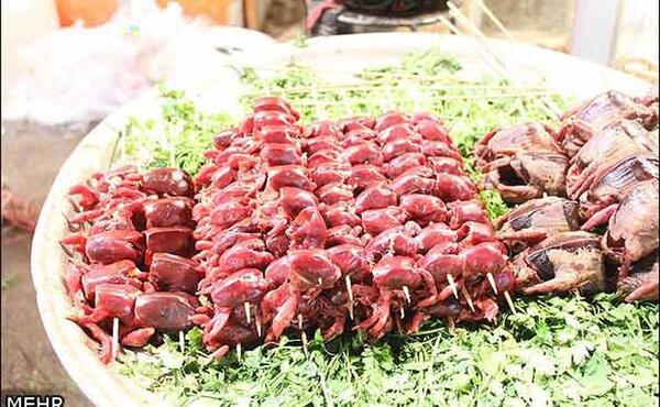 عکس غذای بچه گنجشک