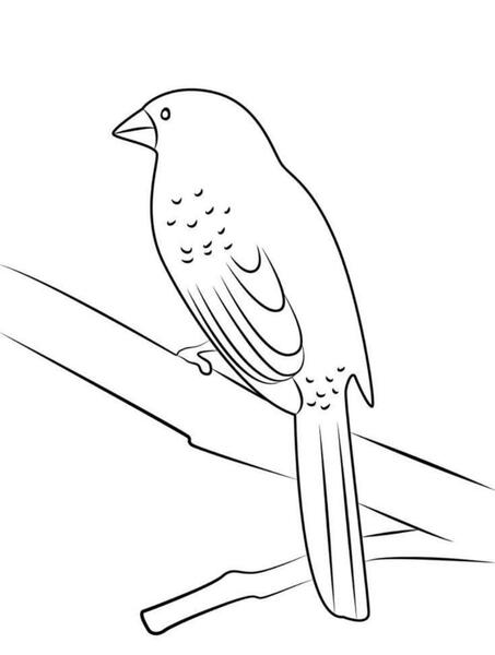 عکس نقاشی بچه گنجشک