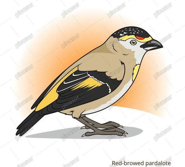 عکس نقاشی بچه گنجشک