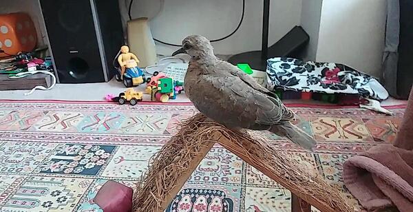 عکس بچه قمری پرنده
