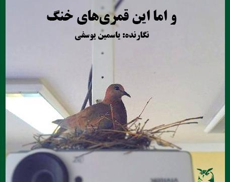 عکس بچه قمری پرنده