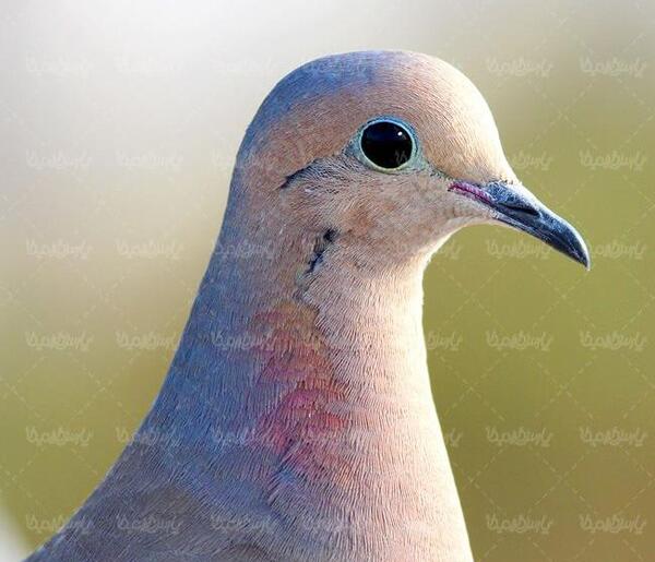 عکس بچه قمری پرنده