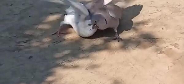 عکس بچه قمری پرنده