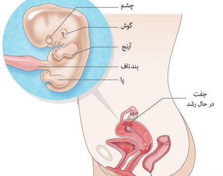 عکس بچه سه ماهه در شکم مادر