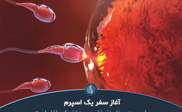 عکس بچه سه ماهه در شکم مادر