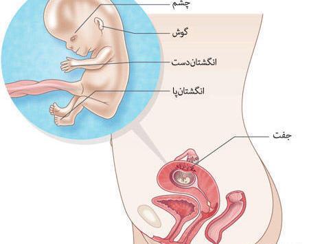 عکس بچه سه ماهه داخل شکم
