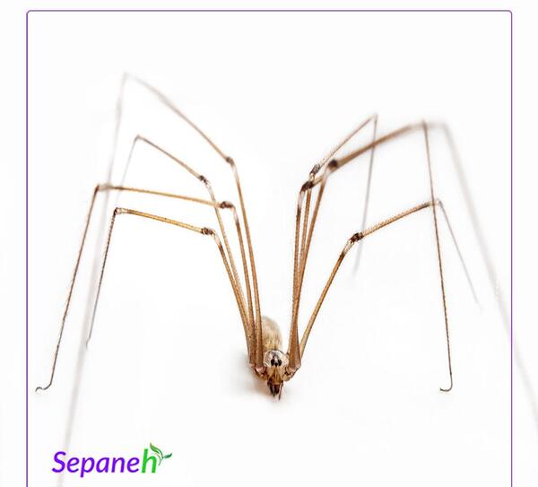 عکس بچه رتیل ایرانی