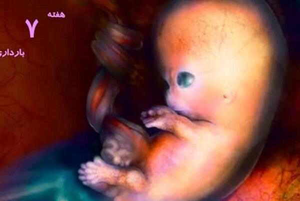 عکس بچه یک ماه تو شکم مادر