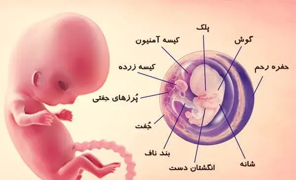 عکس بچه یک ماه تو شکم مادر