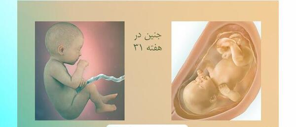 عکس بچه یک ماه تو شکم مادر