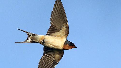 عکس پرستو بچه گانه