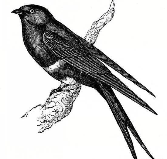عکس بچه پرستو سیاه