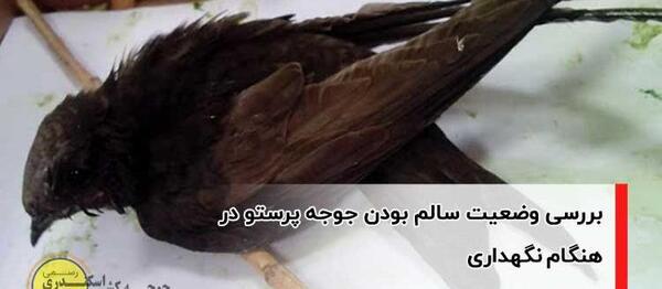 عکس بچه پرستو سیاه