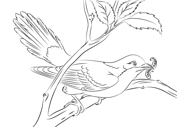 عکس بچه پرستو سیاه