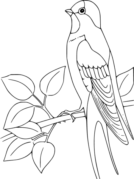 عکس بچه پرستو سیاه