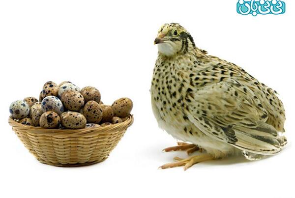 عکس بچه جوجه بلدرچین
