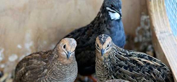 عکس بچه جوجه بلدرچین