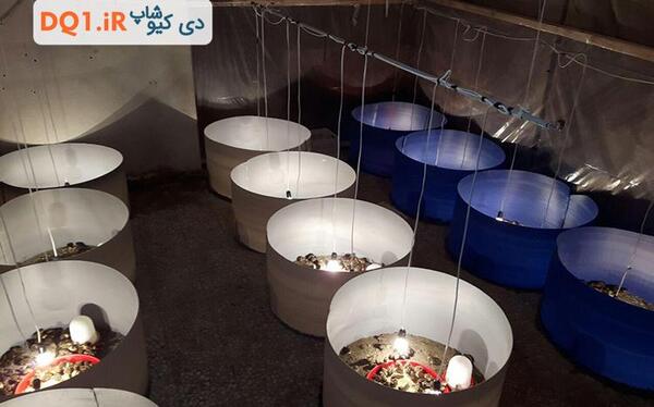 عکس بچه جوجه بلدرچین