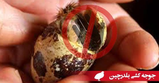 عکس بچه جوجه بلدرچین