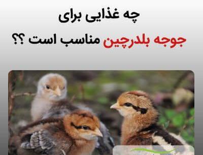 عکس بچه جوجه بلدرچین