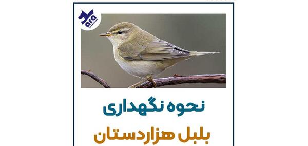 عکس بلبل بچه ها