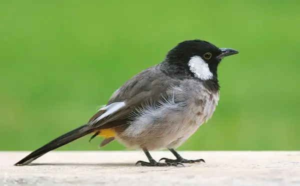 عکس بلبل بچه ها